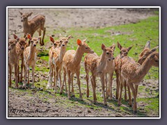 Kinderstube Damwild - Zoo