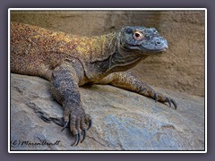 Komodowaran - Zoo