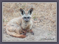 Löffelhund - Wildlife