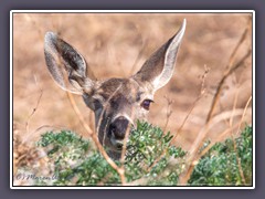 Muledeer - Wildlife