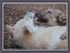 Polarwolf und Europäischer Grauwolf - Zoo
