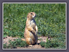 Prairie Dog - Wildlife