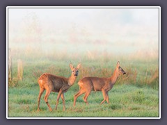 Rehe - Teufelsmoor  - Wildlife