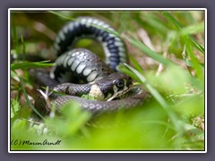 Ringelnatter - Natrix Natrix - Wildlife