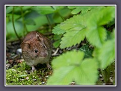 Rötelmaus - Wildlife