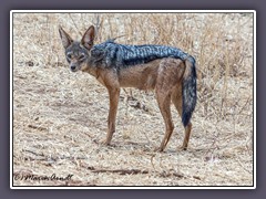 Schabrackenschakal - Wildlife