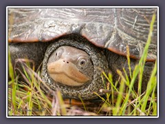 Schildkröte - Wildlife