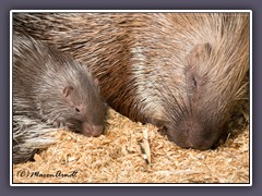 Stachenschweine - Zoo