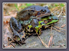 Teichfrosch - Grasfrosch - Wildlife