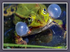 Teichfrosch - Wildlife