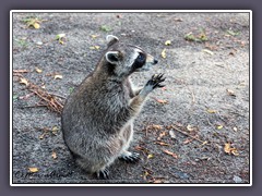 Waschbär - Wildlife