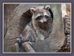 Waschbär - Zoo