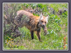 Yellowstone Rotfuchs - Wildlife