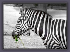 Zebra - Zoo
