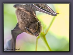 Zwergfledermaus - Wildlife