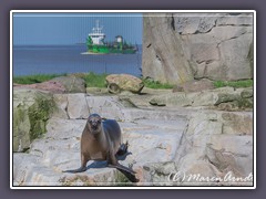 Zoo mit maritimer Aussicht