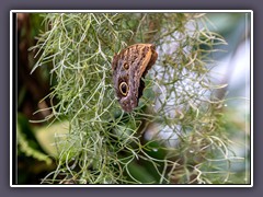 Abhängen im Spanish Moss - Bananenfalter