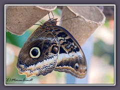 Blauer Bananenfalter - Caligo atreus