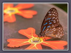 Blauer Tiger - Tirumala hamata