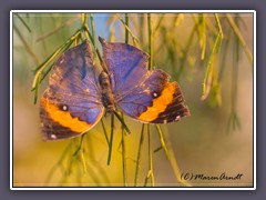 Blaues Blatt