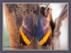 Blaues Blatt - Kallima inachus