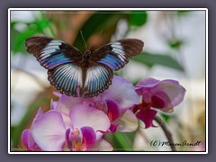 Blaues Diadem - Hypolimnas salmacis