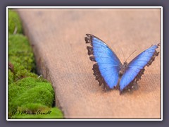 Blue Morpho