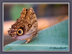 Caligo Memnon - Dicke Banane bei der Eiablage