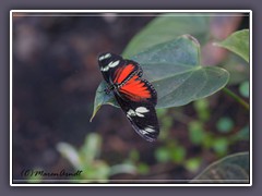 Doris Falter - Heliconius doris