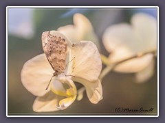 Fleck Schillerfalter - Myscelia cyaniris