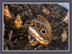 Frisch geschlüpft - Caligo atreus Bananenfalter