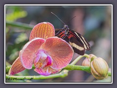 Gelbstreifiger Passionsfalter - Heliconius-hewitsoni