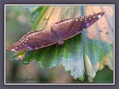 Gewöhnliche Eierfliege - Hypolimnas bolina