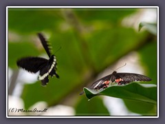 Gewöhnlicher Mormone - Papilo polytes im Anflug