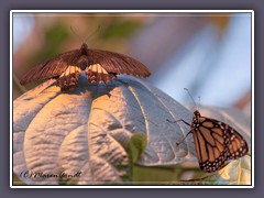 Gewöhnlicher Mormone und Monarchfalter