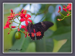 Gewöhnlicher Parides - Parides iphidamus