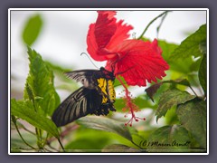 Golden Birdwing - Troides rhadamantus