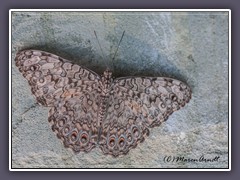 Grauer Mosaikfalter - Hamadryas februa