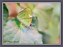 Grünling - Nessaea betesii