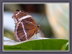 Große Eierfliege - Hypolimnas antevorta