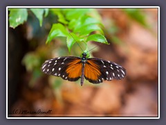 Heliconius hecale