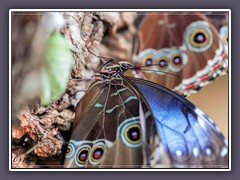 Himmelsfalter - Morpho peleides - Blue Morpho