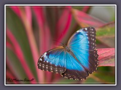 Himmelsfalter - blue Morpho - Männchen