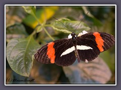 Kleiner Postbote - Heliconius erato