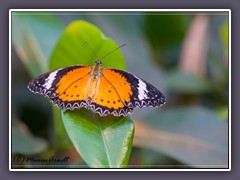 Leoparden Netzflügler - Cethosia cyane