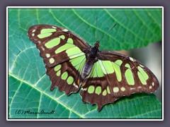 Malachitfalter - Siprota stelenes