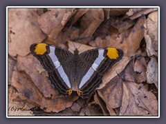 Mexikanische Schwester - Adelpha fessonia