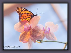 Monarch - Danaus plexippus