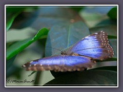 Morpho peleides