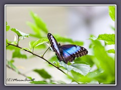Morpho peleides - Blue Morpho Weibchen